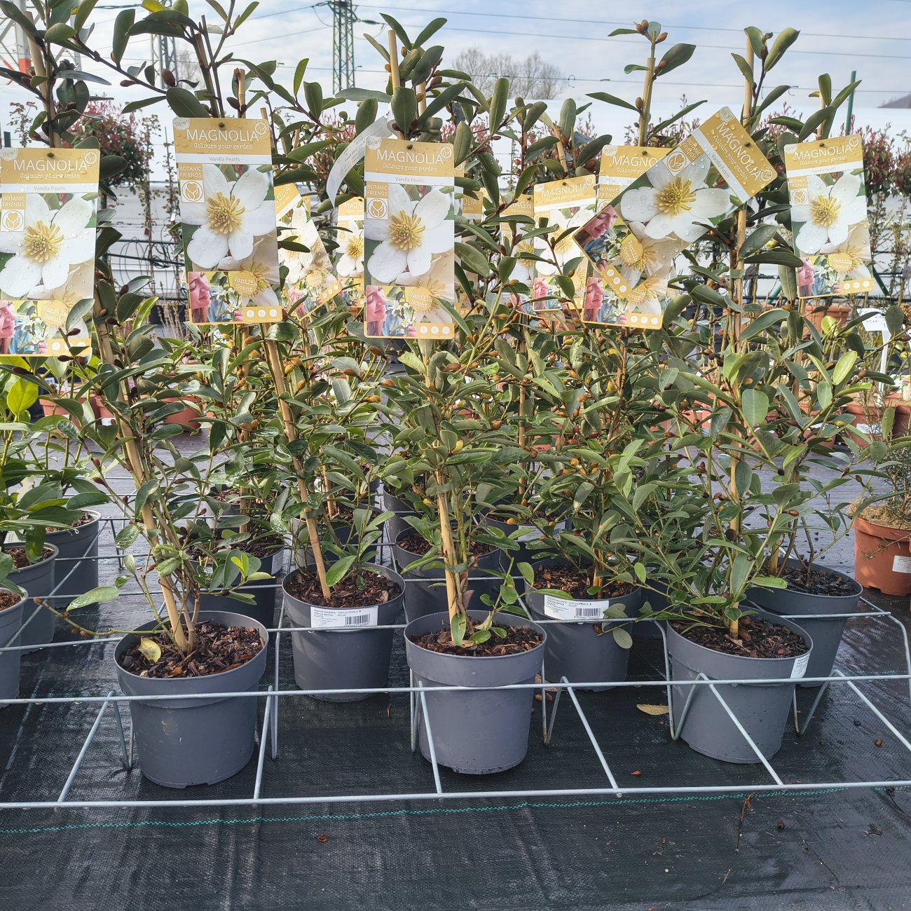 Obrázok Magnólia vždyzelená (Magnolia laevifolia) ‘VANILLA PEARLS’® – výška 70–90 cm, kont. C3L